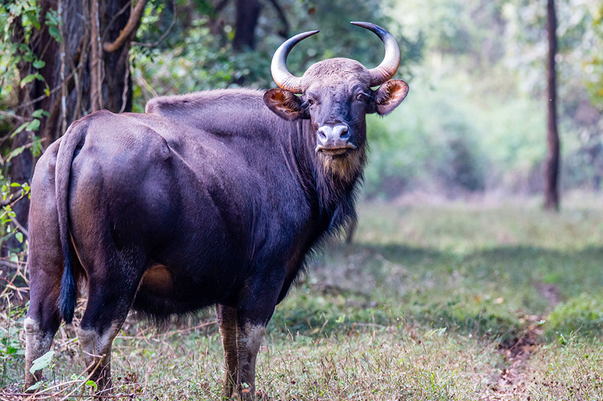 Nature Trek in Thekkady