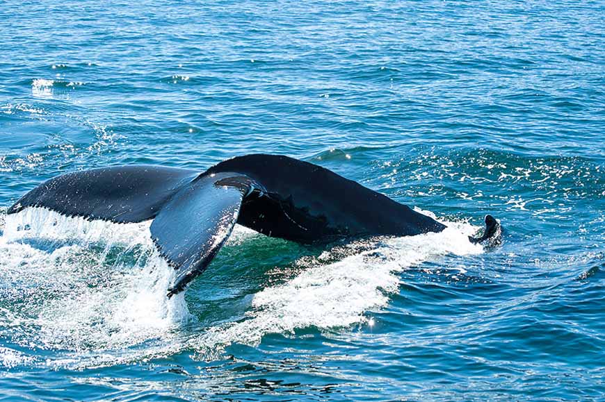 Whale Watching