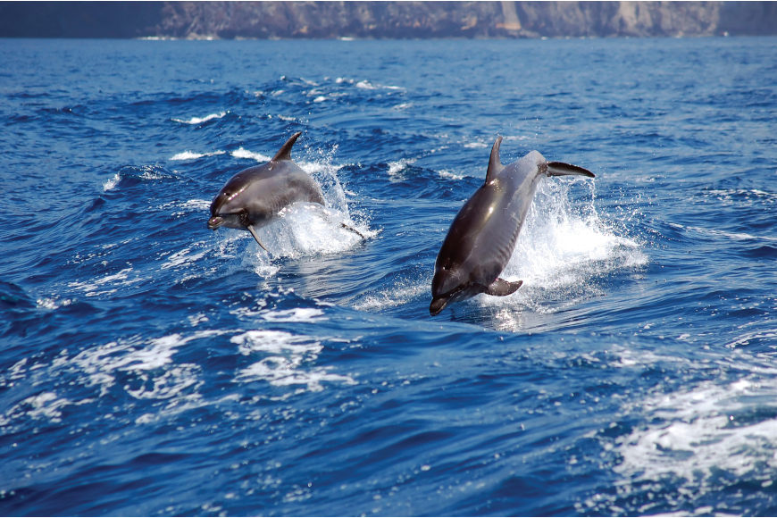 Whale and dolphin-spotting cruise