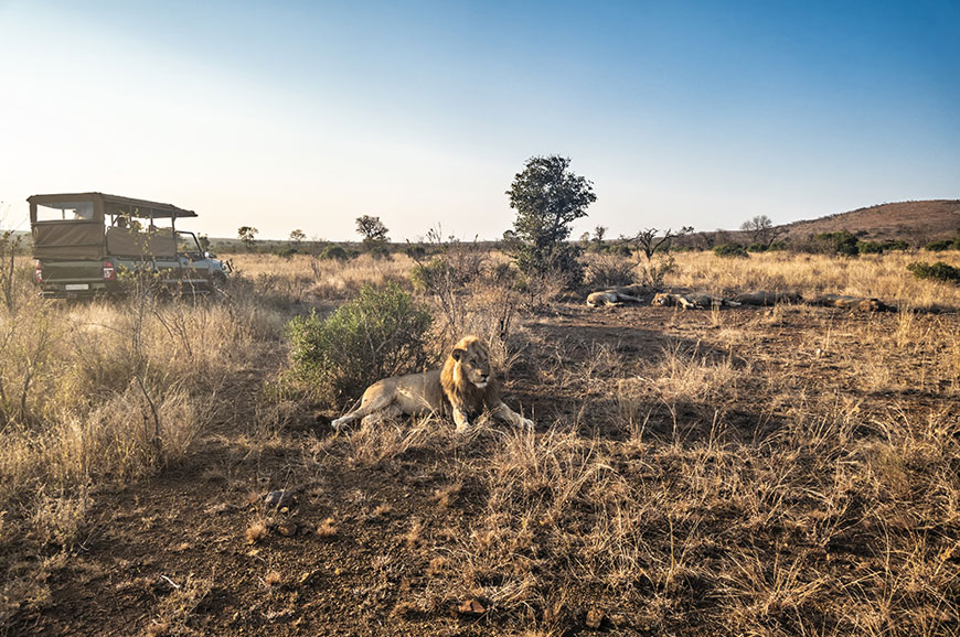 Kruger National Park Full day game drive