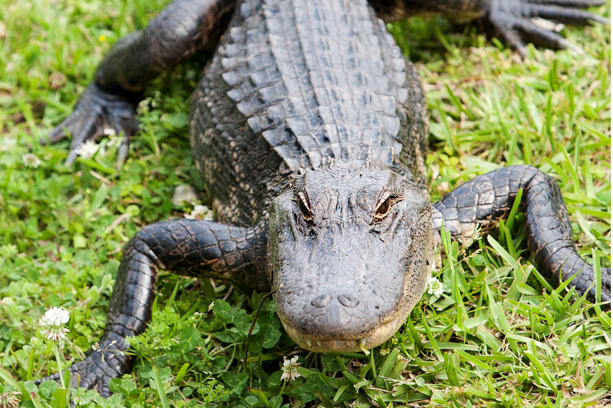 USA - New Orleans - Swamp and Bayou tour