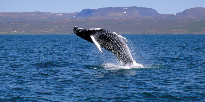 Whale watching at Baie-Sainte Catherine