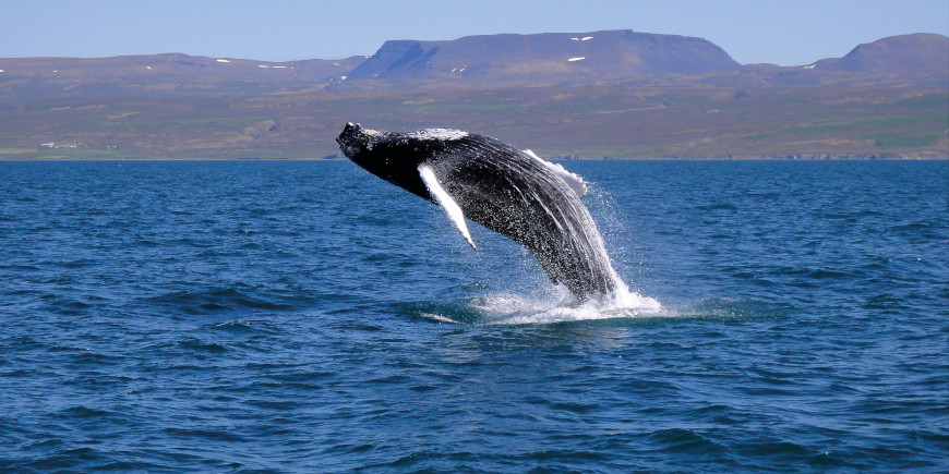 Quebec - Whale watching at Baie-Sainte Catherine