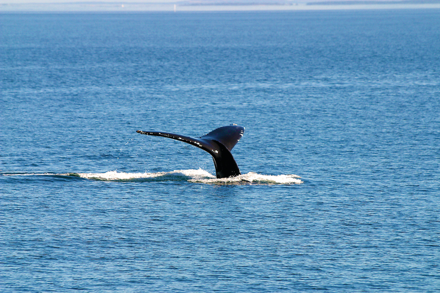 St Andrews-by-the-sea whale watching cruise