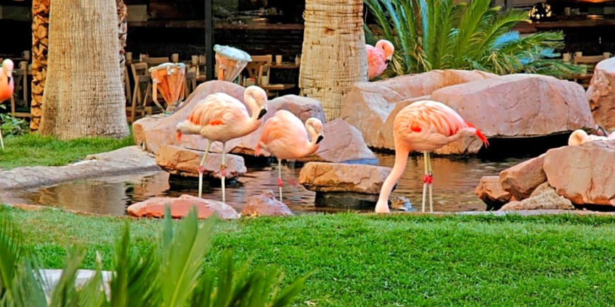 Flamingo Las Vegas - Image 4