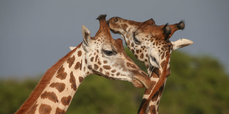 Pakuba Safari Lodge