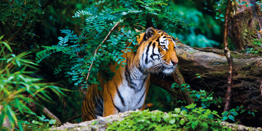 Bengal Tiger