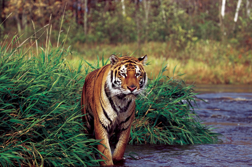 Bandhavgarh Tiger Reserve