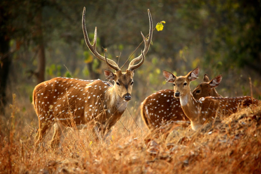Mumbai to Pench National Park
