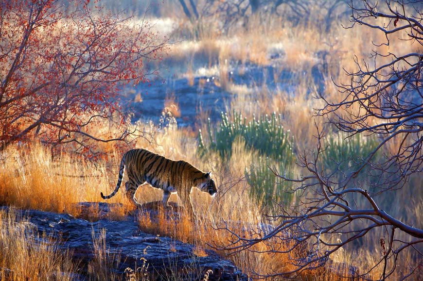 Pench National Park