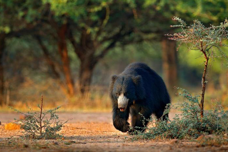 Pench National Park to Kanha National Park