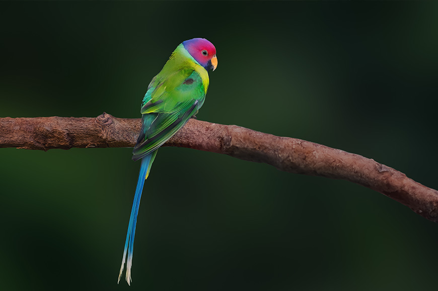 Kanha National Park