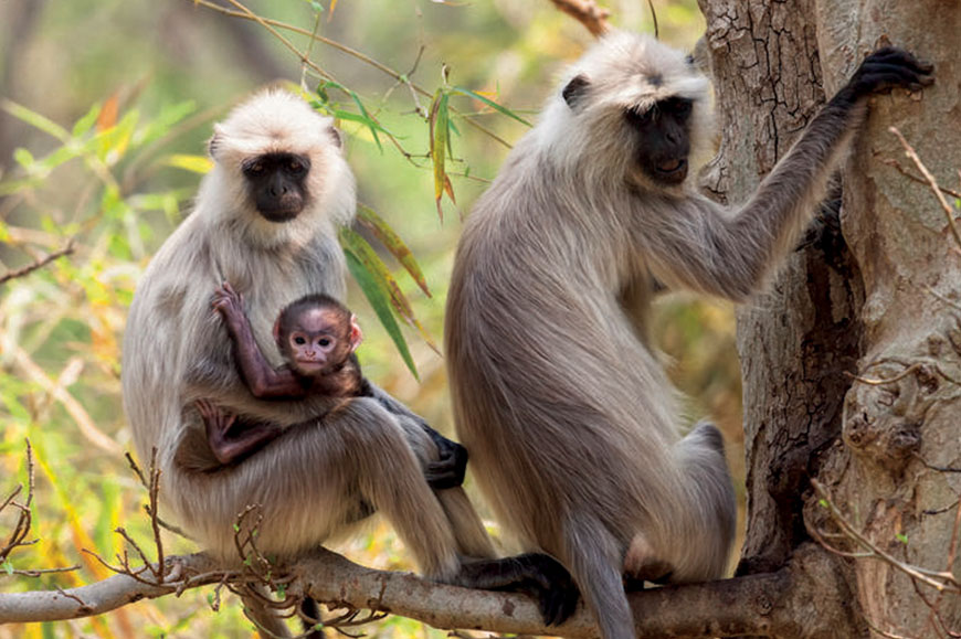 Kanha National Park to Bandhavgarh Tiger Reserve