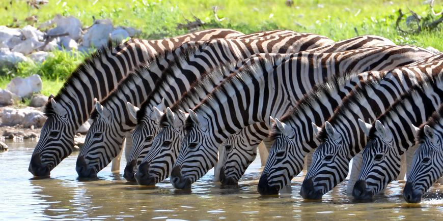 Kaingo Game Reserve