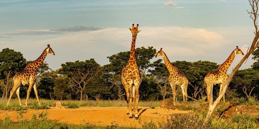 Kaingo Game Reserve