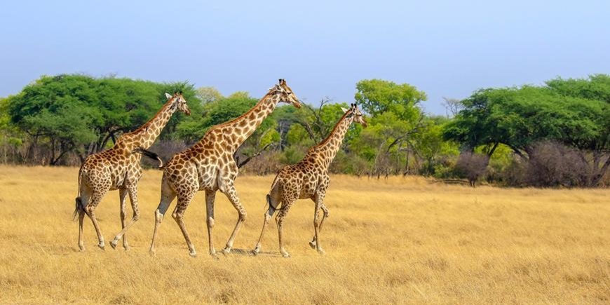 Hwange to UK
