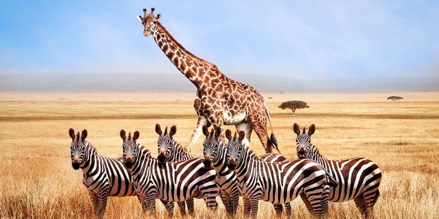 Victoria Falls to Kasane