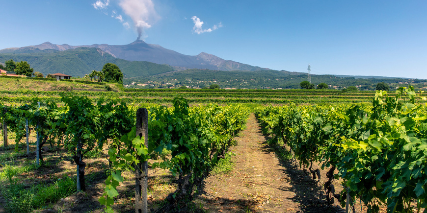 Etna vineyard