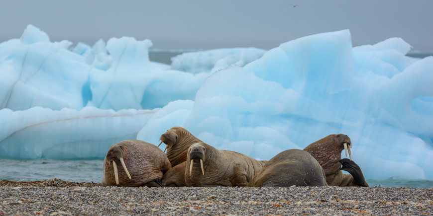 Longyearbyen to UK