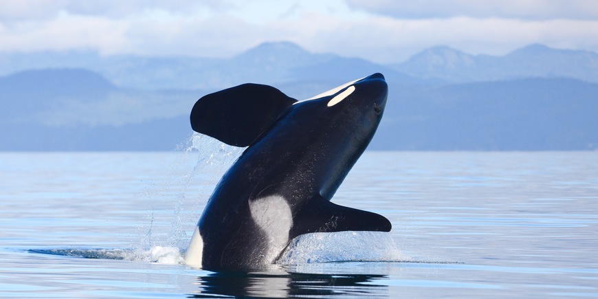 Whale-watching Victoria