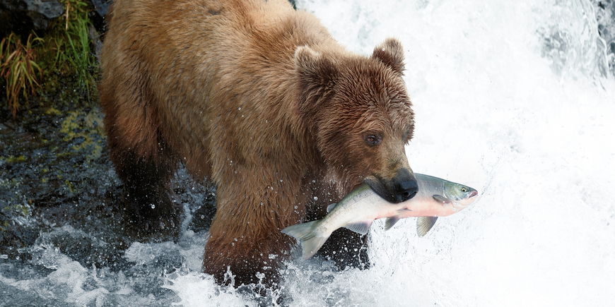 Bear tracking