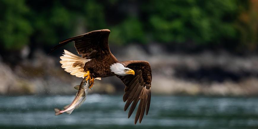 Campbell RIver