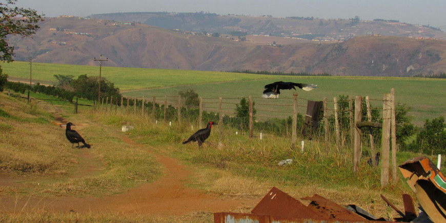 Greater Mabula Game Reserve