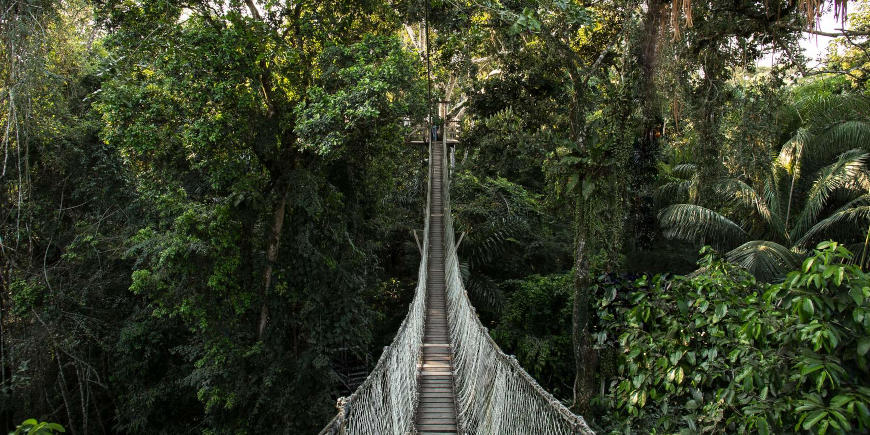 Amazon Jungle