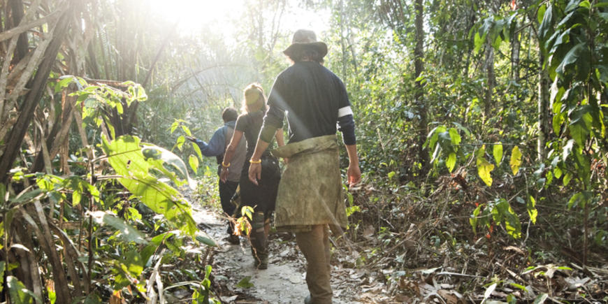 Amazon Jungle