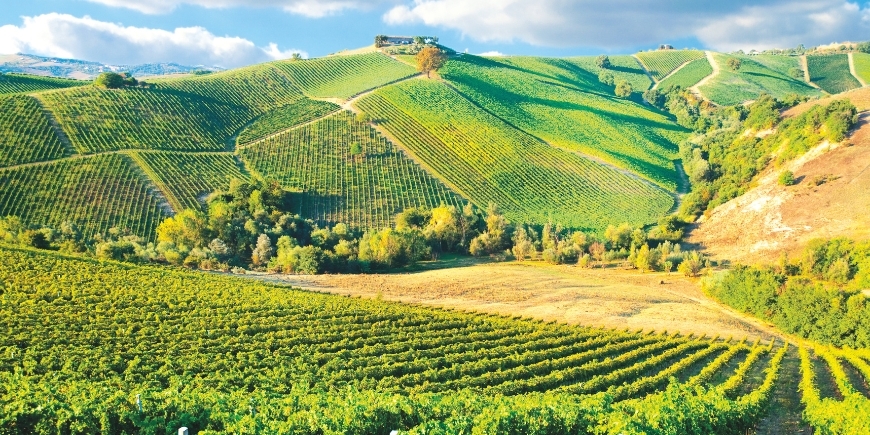Chianti Walk & Castello di Verrazzano
