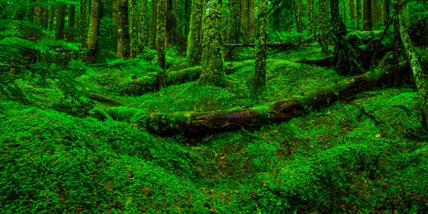 Olympic Peninsula