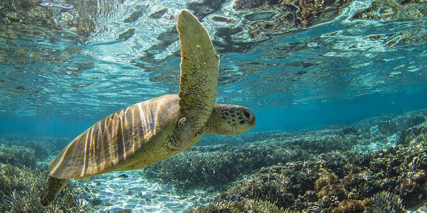 Great Barrier Reef