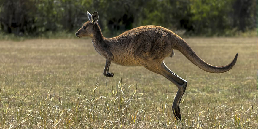 Adelaide - Kangaroo Island