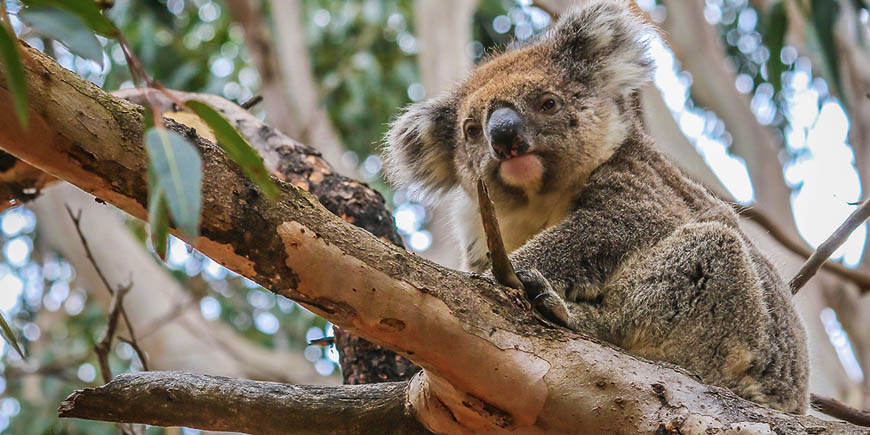 Kangaroo Island - Adelaide