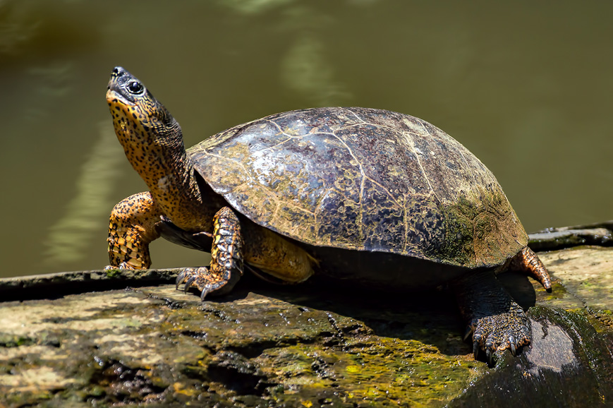 Tortuguero National Park - Muelle de San Carlos