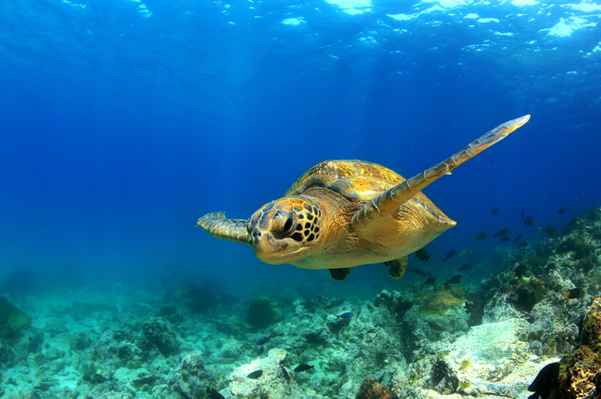 Santa Cruz Island - Isabela Island