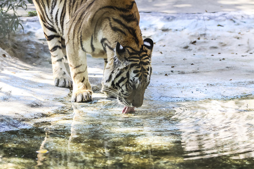 Ranthambore