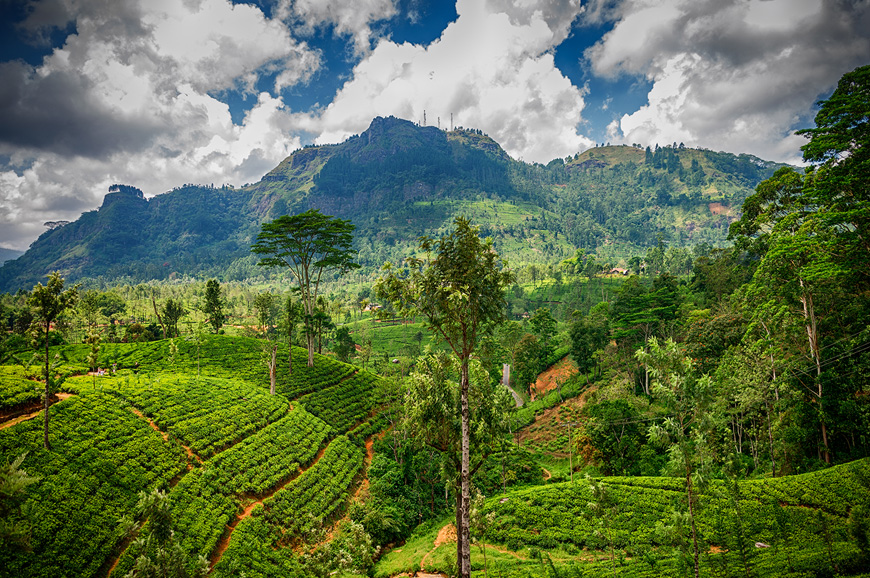 Kandy - Nuwara Eliya