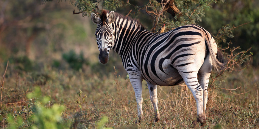 Greater Mabula Game Reserve