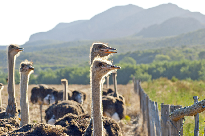 Oudtshoorn - Knysna