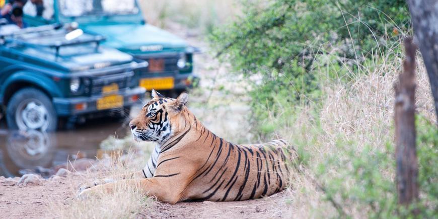 Bengal tiger resting beside a forest track in Ranthambore National Park, India, as safari jeeps watch from a respectful distance