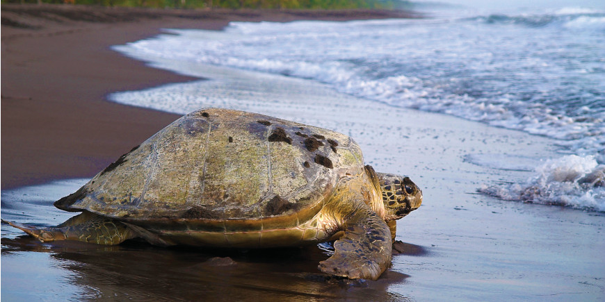 Tortuguero National Park