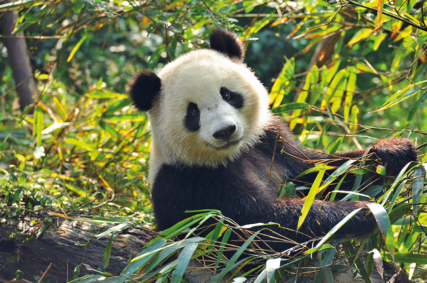 Chengdu