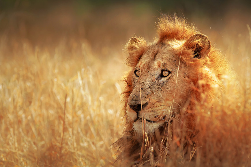 Kruger National Park - at Leisure