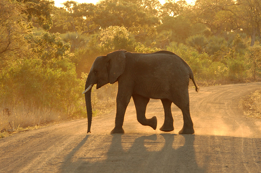 Kruger National Park - Johannesburg