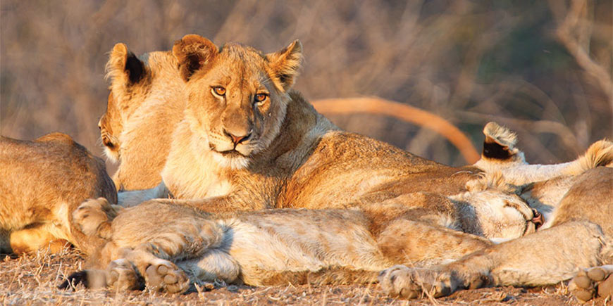 Kruger National Park