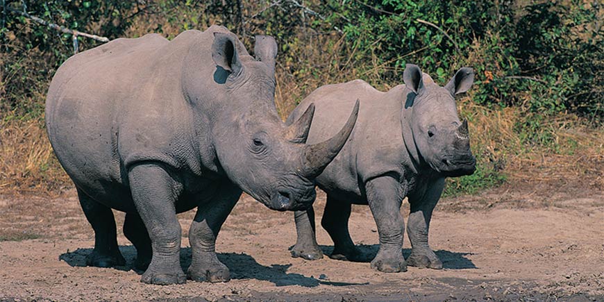 Kruger National Park - at Leisure