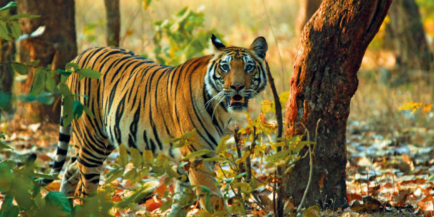 Deccan Odyssey Ranthambore