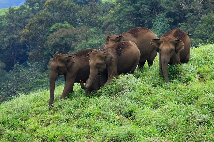 Thekkady