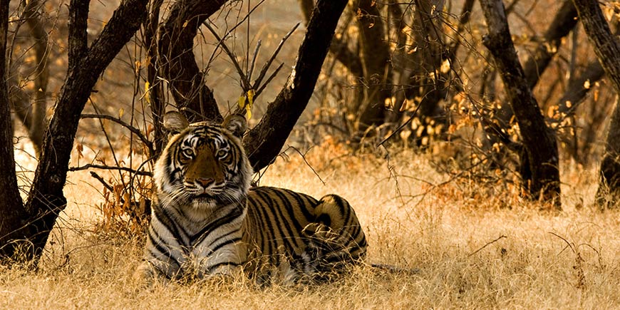 Ranthambore - Agra